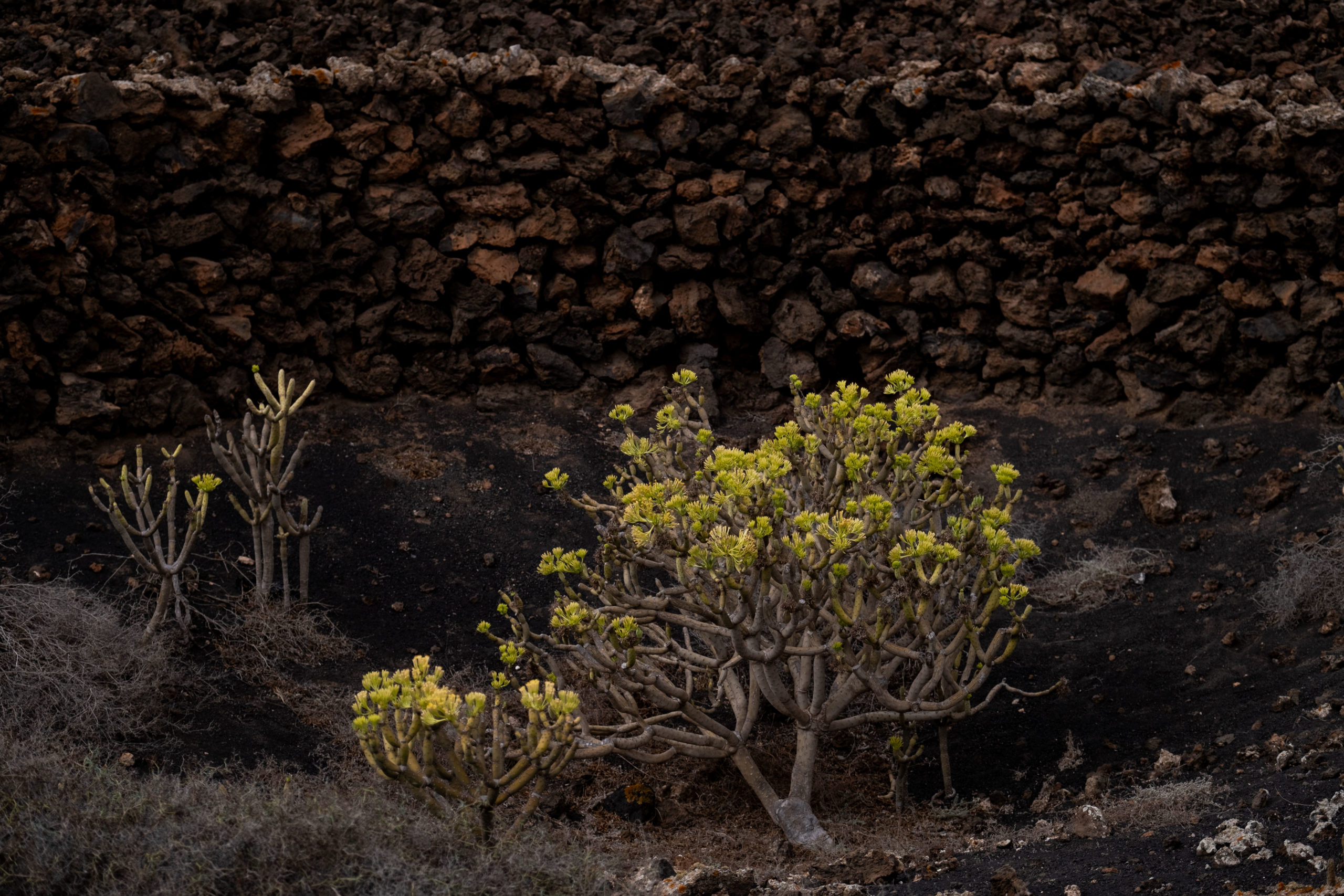 Vegetation auf Lava-Gestein